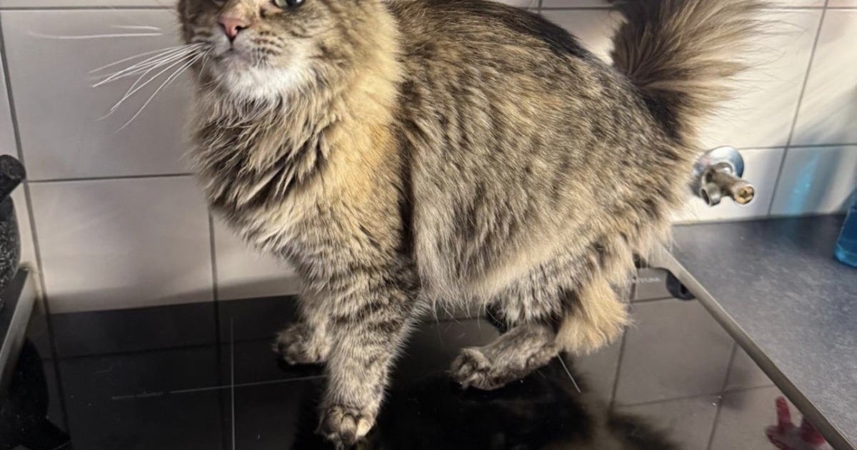 Heb jij Mickey, Lulu of Ayla gezien? Deze vier huisdieren worden in Barneveld vermist