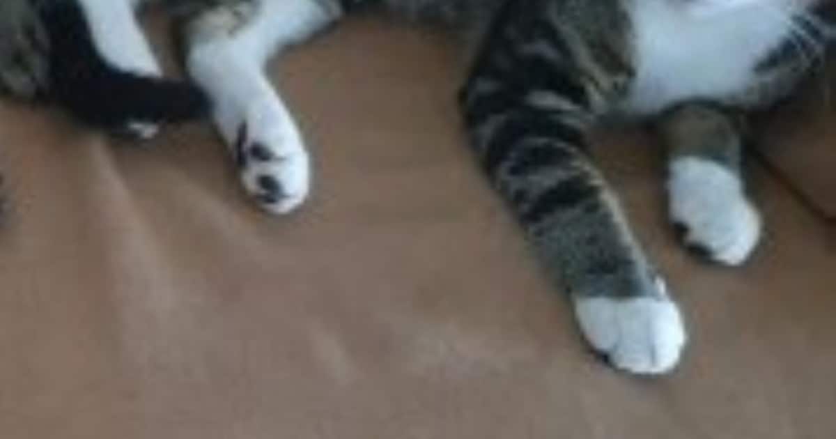 Heb jij Kira, Mien of Maus gezien? Deze vier huisdieren worden in Purmerend vermist