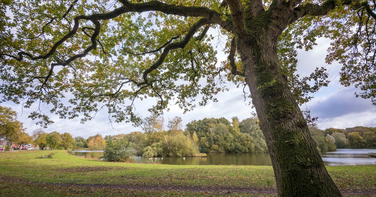 Bomenkap in de Hakgriend in Hardinxveld-Giessendam