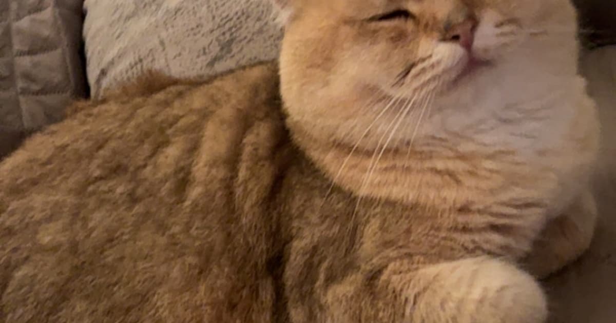 Heb jij Milo gezien? Dit huisdier wordt in Hardinxveld-Giessendam vermist