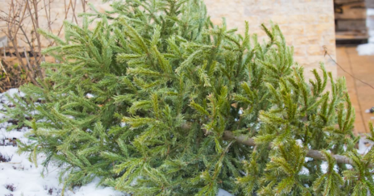 Kerstboominzameling in Barendrecht uitgesteld naar 14 januari