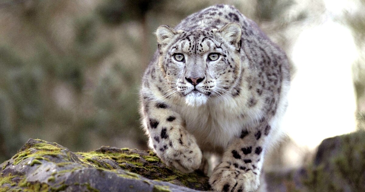 Sneeuwluipaard Maddy onverwachts overleden in Dierenpark Hoenderdaell in Anna Paulowna