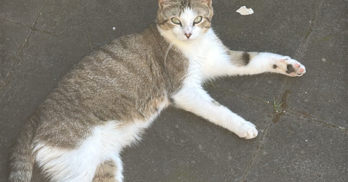Heb jij Caramel, Kitty of Sammie gezien? Deze drie huisdieren worden in Beverwijk vermist