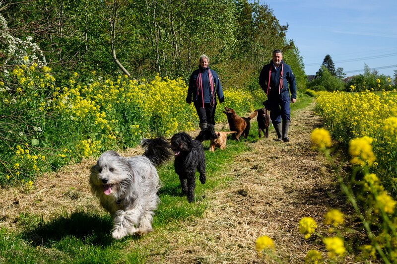 Hondenmanager Simone over prikkelgevoelige honden: ‘Stop met steeds die ...