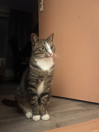 Heb jij Remi gezien? Dit huisdier wordt in Deventer vermist