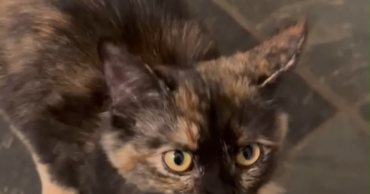 Heb jij Loki of Snoes gezien? Deze twee huisdieren worden in Renkum vermist | Foto