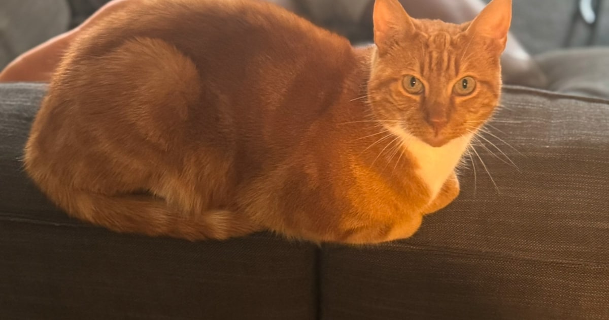 Heb jij Mickey of Chico gezien? Deze twee huisdieren worden in Nissewaard vermist