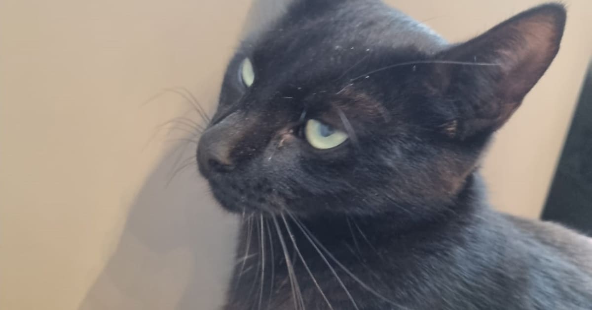 Heb jij Sjors, Chico of Flip gezien? Deze drie huisdieren worden in Drimmelen vermist