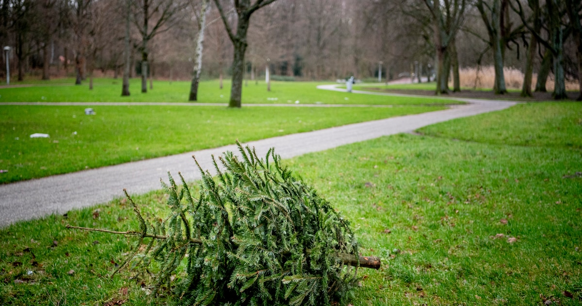 Na de feestdagen kerstboom wegdoen: HVC haalt per wijk bomen op in Beverwijk