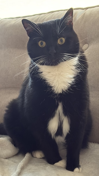 Heb jij Billie, Flip of Simba gezien? Deze vier huisdieren worden in Eindhoven vermist