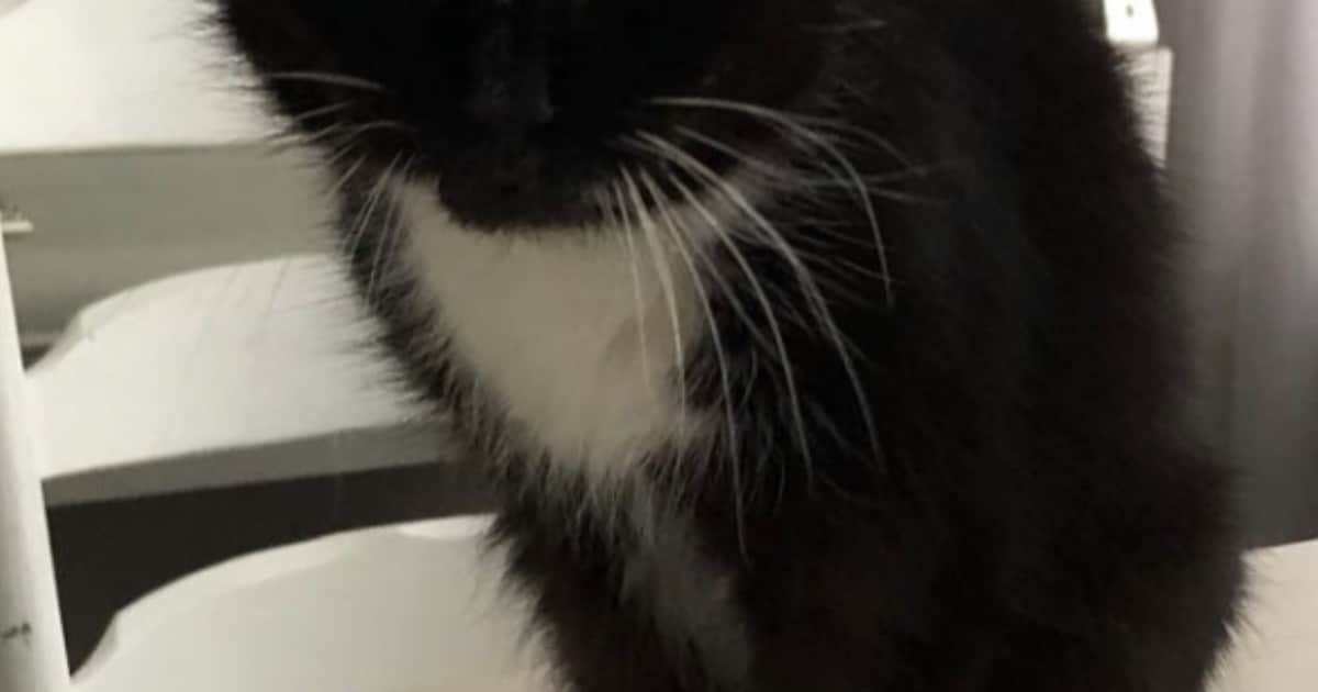 Heb jij Suus of Negro gezien? Deze twee huisdieren worden in De Fryske Marren vermist