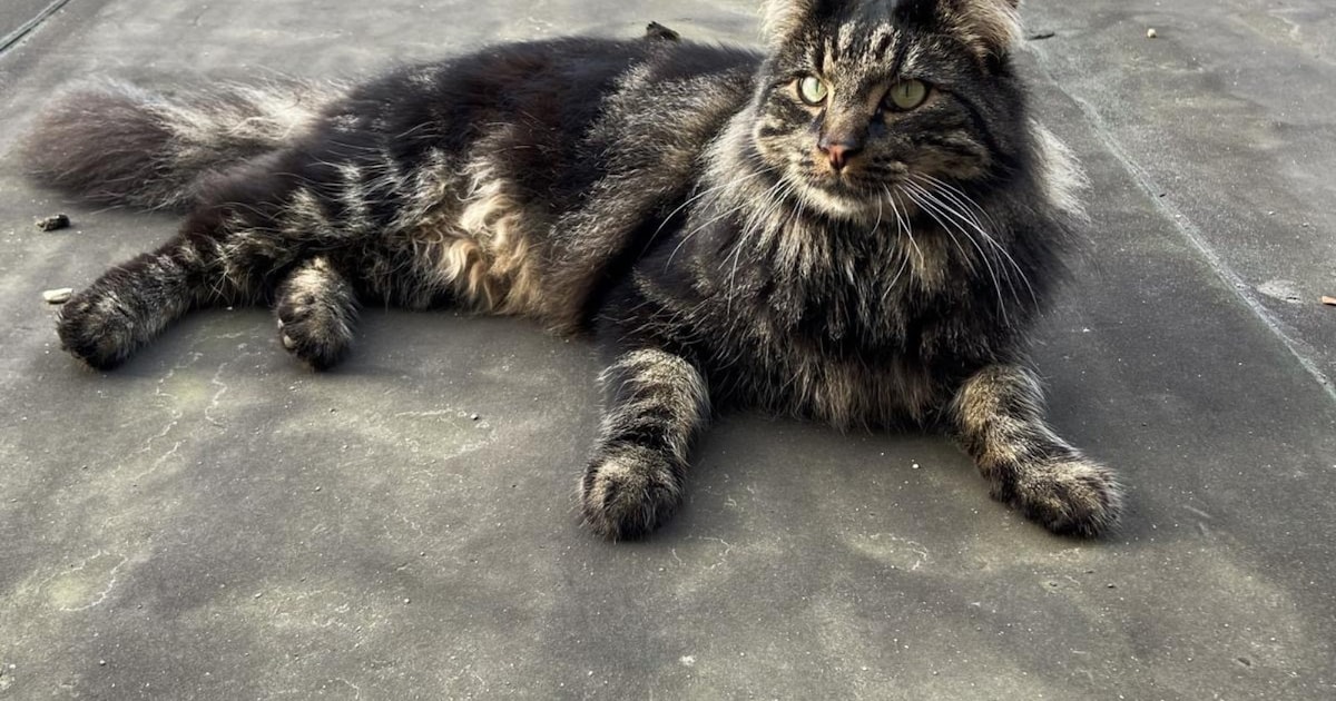 Heb jij Tobi gezien? Dit huisdier wordt in Kerkrade vermist