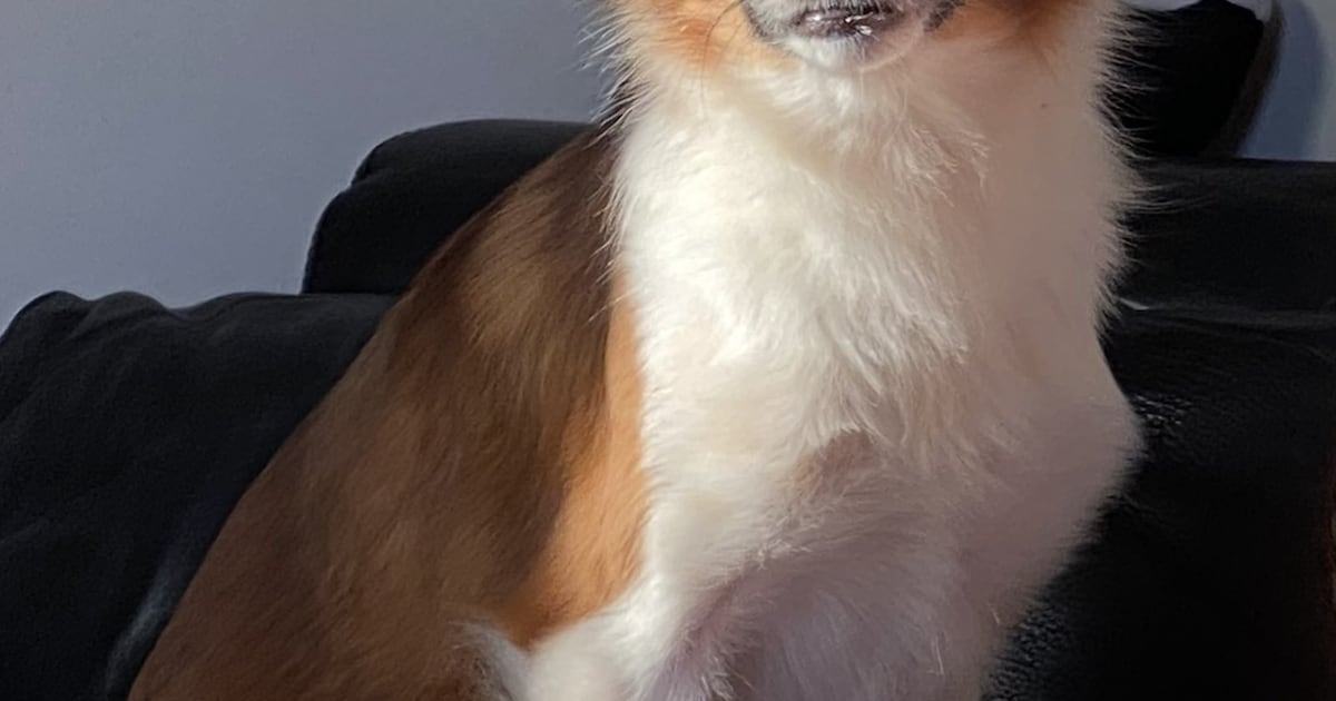 Heb jij Sammy gezien? Dit huisdier wordt in Baarn vermist