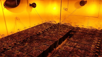 Politie vindt flinke hoeveelheid drugs en kwekerij in bedrijfspand in Eersel: mannen (46 en 32) aang