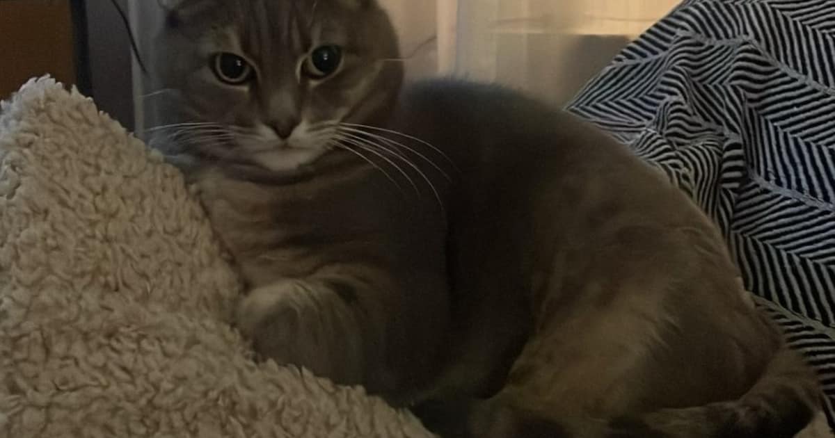 Heb jij Pip gezien? Dit huisdier wordt in Goes vermist