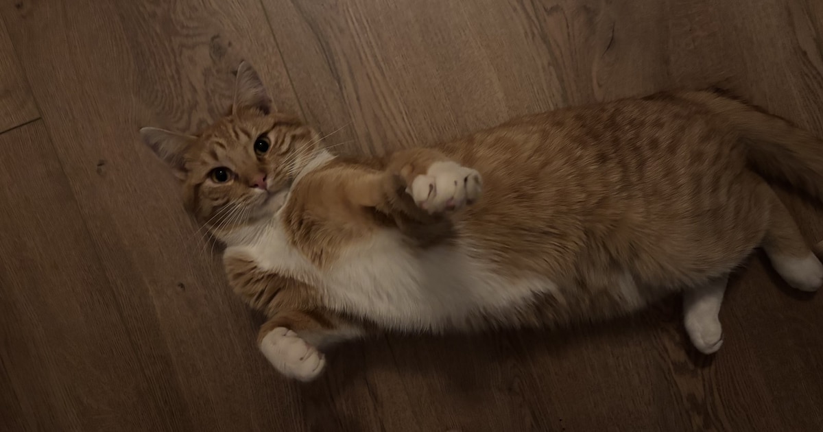 Heb jij James, Jul of Karel gezien? Deze vier huisdieren worden in Assen vermist