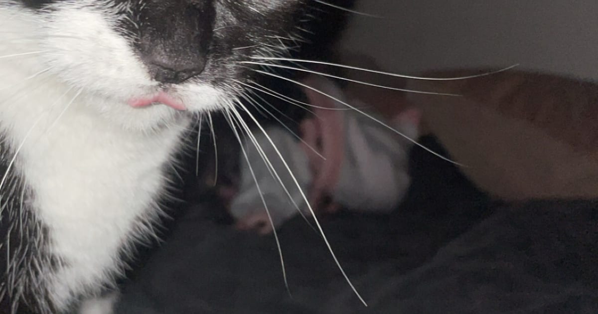 Heb jij Zoetje of Louis gezien? Deze twee huisdieren worden in Maastricht vermist