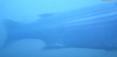 Bijzondere zeevis duikt op bij Utrechtse visdeurbel