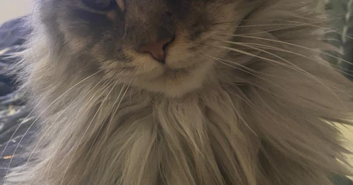 Heb jij Tootsie gezien? Dit huisdier wordt in Eemnes vermist