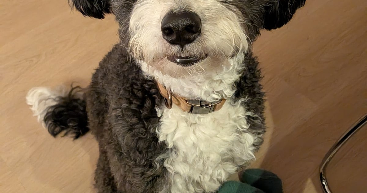 Heb jij Ollie of Lily gezien? Deze twee huisdieren worden in Sittard-Geleen vermist