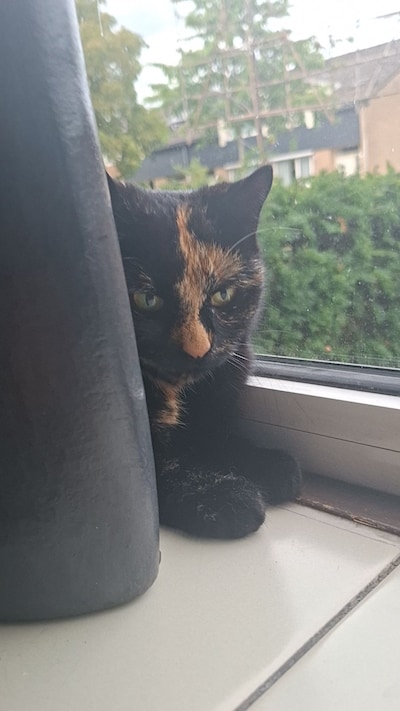 Heb jij Appa, Willem of Beer gezien? Deze zeven huisdieren worden in Zwolle vermist