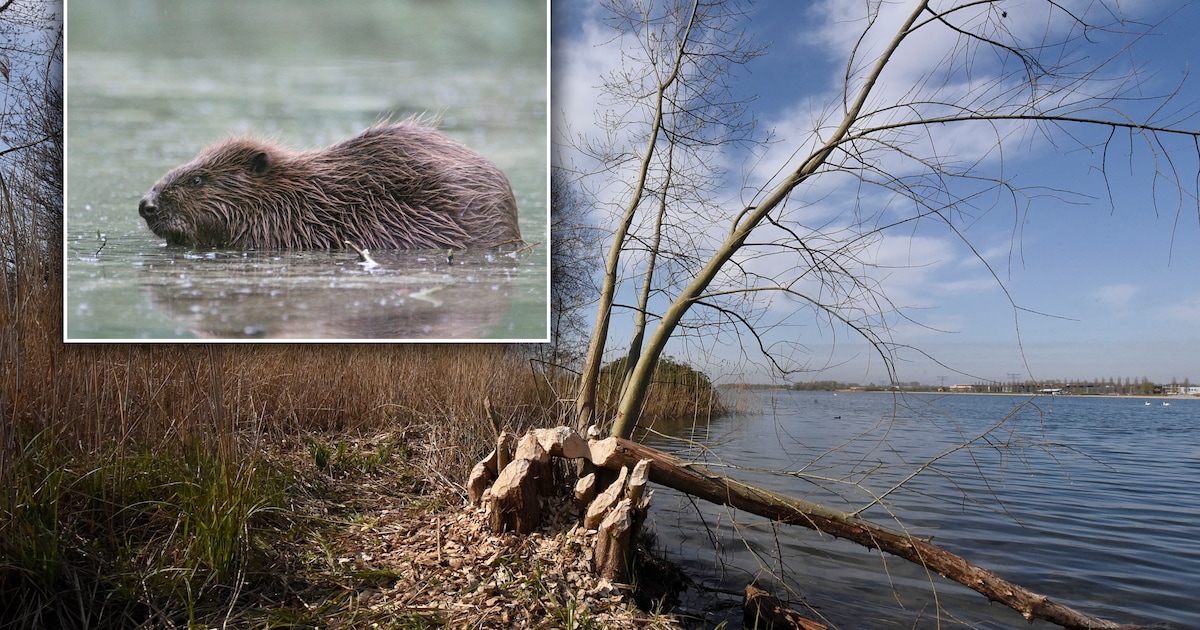 Hij laat zich nooit zien, maar er is een bever actief in Utrecht en dat is zeldzaam: ‘Zelf glijbaan 