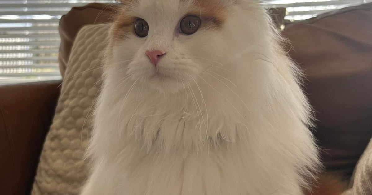 Heb jij Lou, Rosa of Nicolas gezien? Deze zes huisdieren worden in Haarlemmermeer vermist