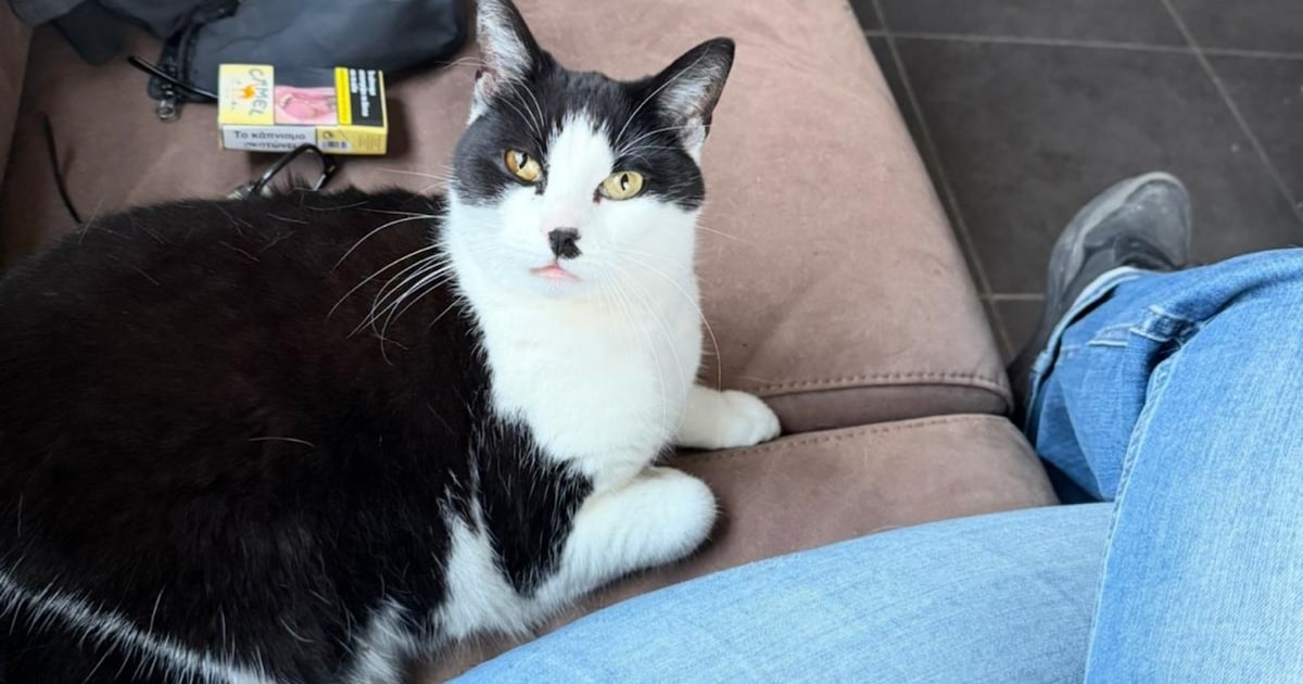 Heb jij Pip gezien? Dit huisdier wordt in Stichtse Vecht vermist