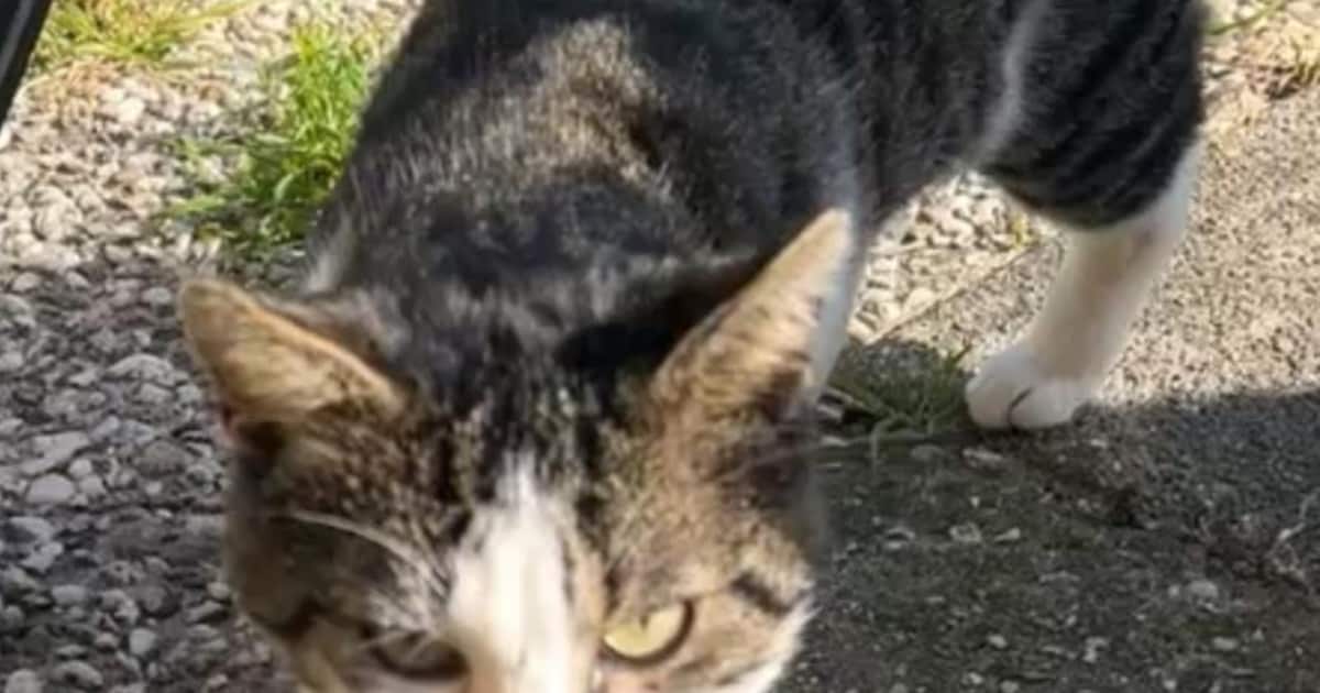 Heb jij Pip, Tommy of Kees gezien? Deze vier huisdieren worden in Alkmaar vermist