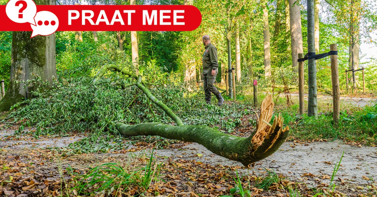 Afbrekende takken en laagstaande rivieren: maak jij je zorgen over de gevolgen van de droogte?