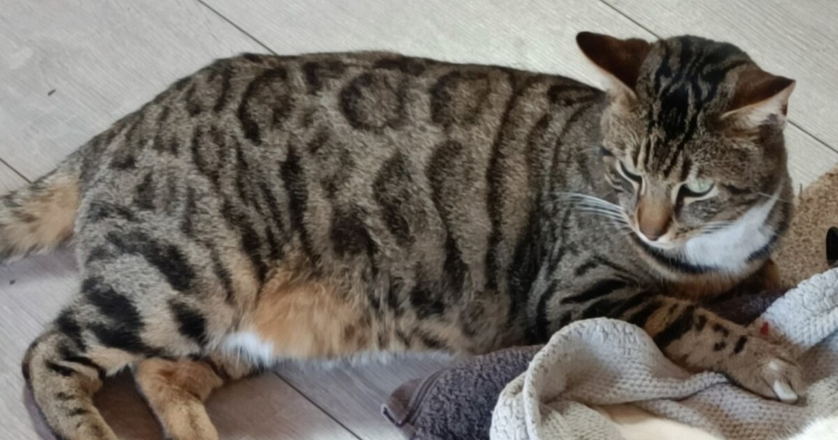 Heb jij Pablo of Charly gezien? Deze twee huisdieren worden in Aa en Hunze vermist
