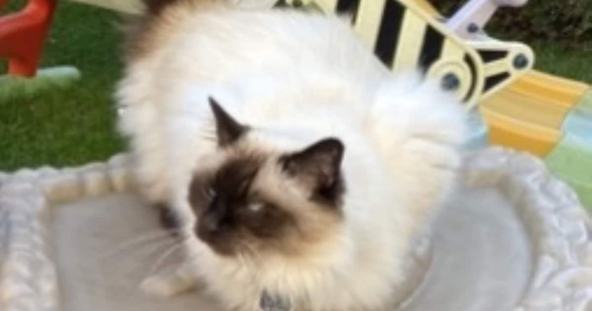 Heb jij Ennio gezien? Dit huisdier wordt in Heerde vermist