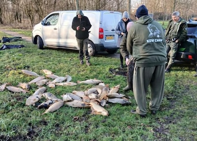 Vissen in het Gouwebos leggen massaal het loodje vanwege zuurstoftekort: ‘Foute boel’