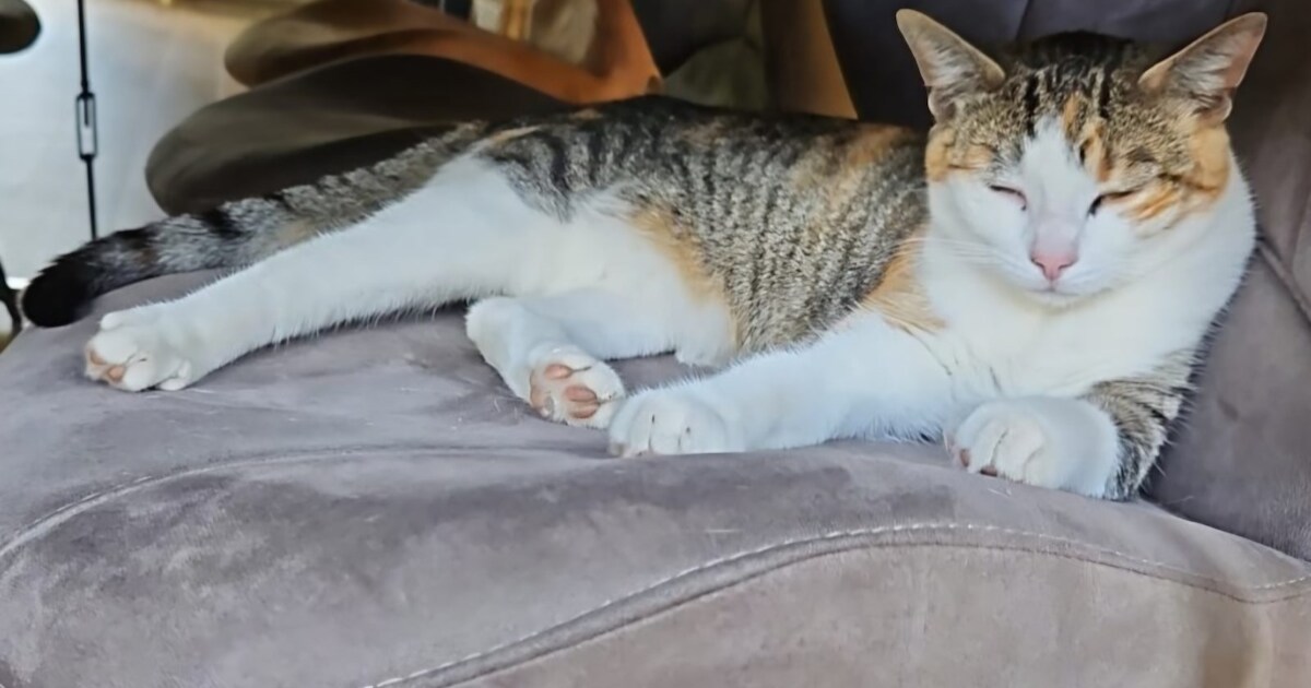 Heb jij Bobbie of Rumy gezien? Deze twee huisdieren worden in Schagen vermist