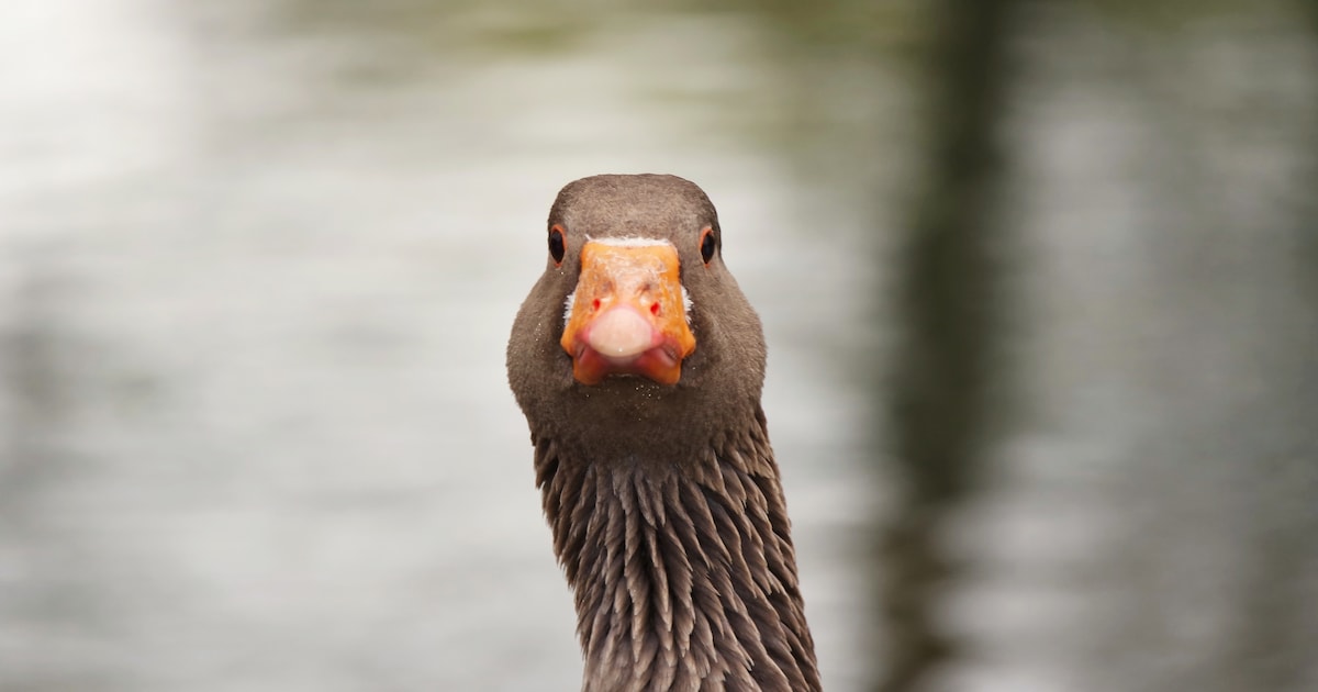 De midwintertelling watervogels is een jaarlijks uitje voor me