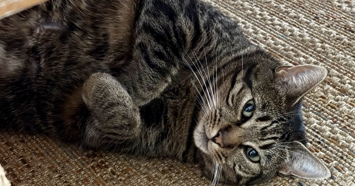 Heb jij Moos gezien? Dit huisdier wordt in Beverwijk vermist