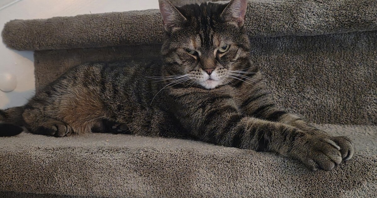 Heb jij Kiki gezien? Dit huisdier wordt in Kerkrade vermist