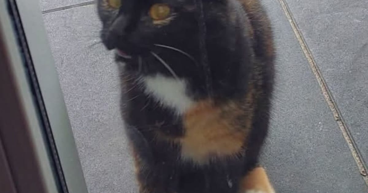 Heb jij Bibi gezien? Dit huisdier wordt in Schagen vermist