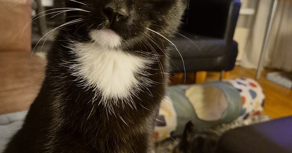 Heb jij Floor, Moppie of Momo gezien? Deze 10 huisdieren worden in Nieuwegein vermist