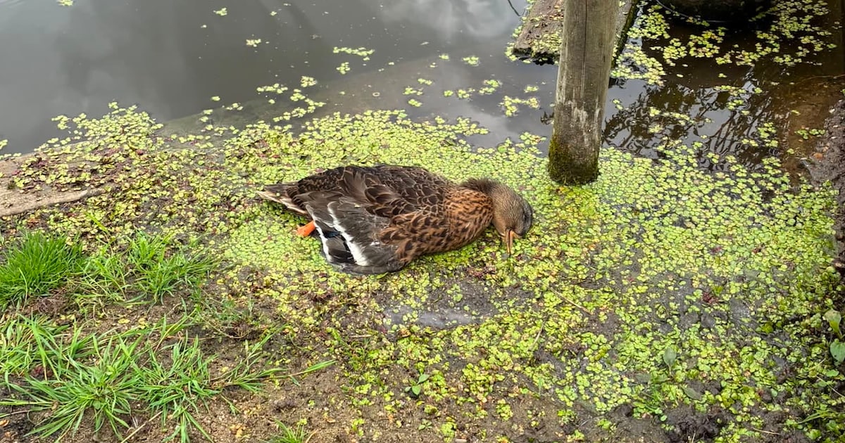 Botulisme treft Dierenweide Ouderkerk, meer dan twintig eenden dood