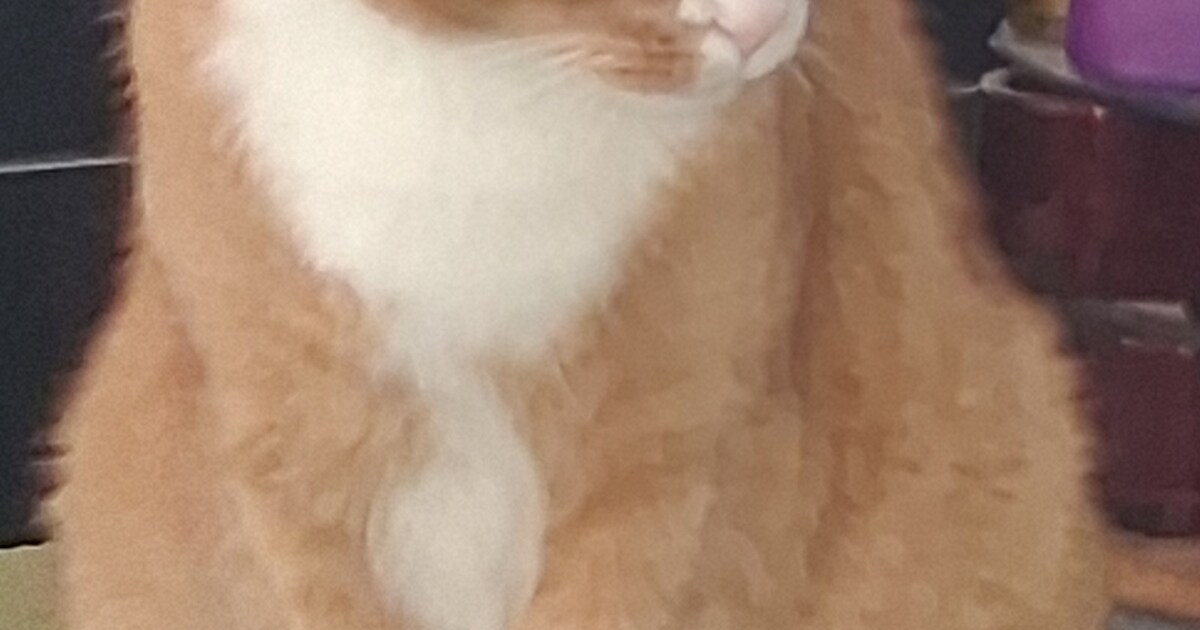 Heb jij Dana, Shadow of Semmy gezien? Deze zeven huisdieren worden in Nissewaard vermist