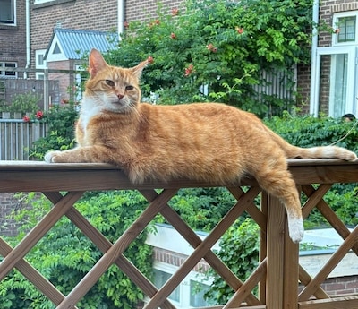 Heb jij Friday, Appa of Olaf gezien? Deze 16 huisdieren worden in Utrecht vermist