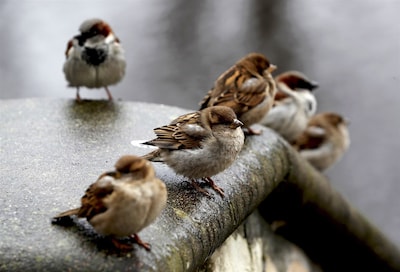 Woerden vraagt aandacht voor beschermde dieren bij bouwwerkzaamheden