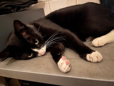 Heb jij Daisy, Domino of Kiki gezien? Deze 10 huisdieren worden in Utrecht vermist