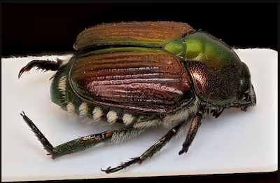 Dode Japanse kever vanuit Italië aangetroffen in Nederland, NVWA waarschuwt voor ‘zeer schadelijk’ insect