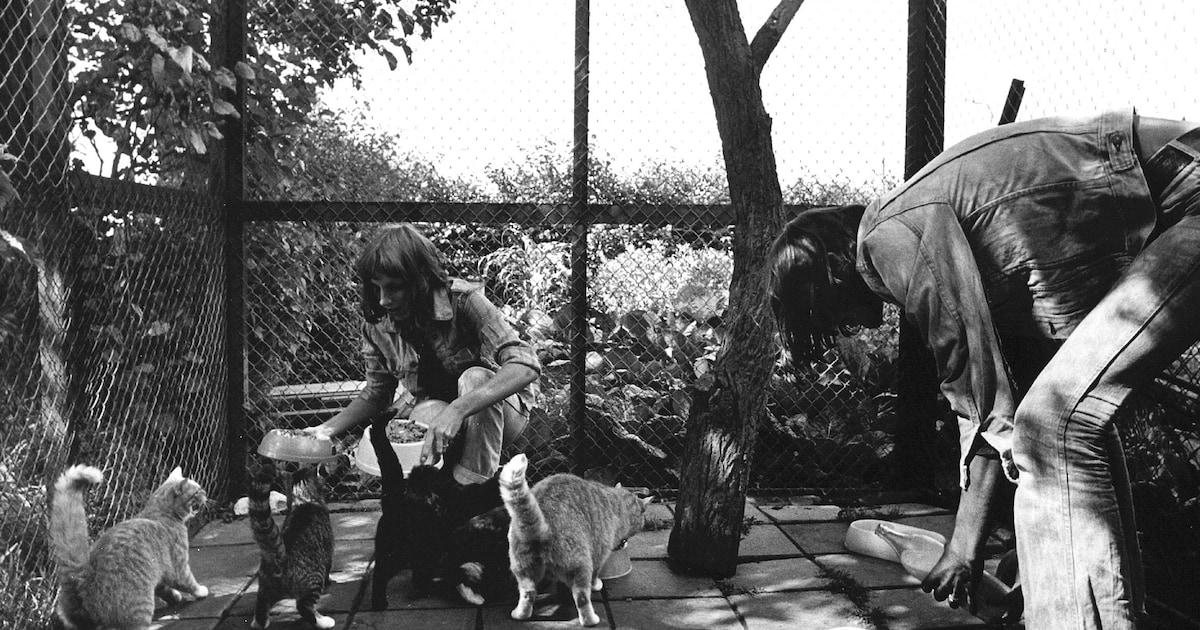In 1952 stond Amersfoort op z’n kop: geblaf tot in de omtrek bij opening ‘fraai dierenasyl’