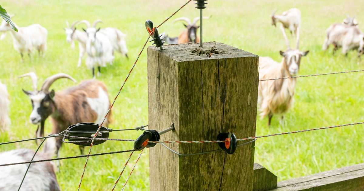 Nunspeet denkt wolf tegen te houden met gesloten ecoduct: ‘Gaat niet werken, we moeten leren samenle