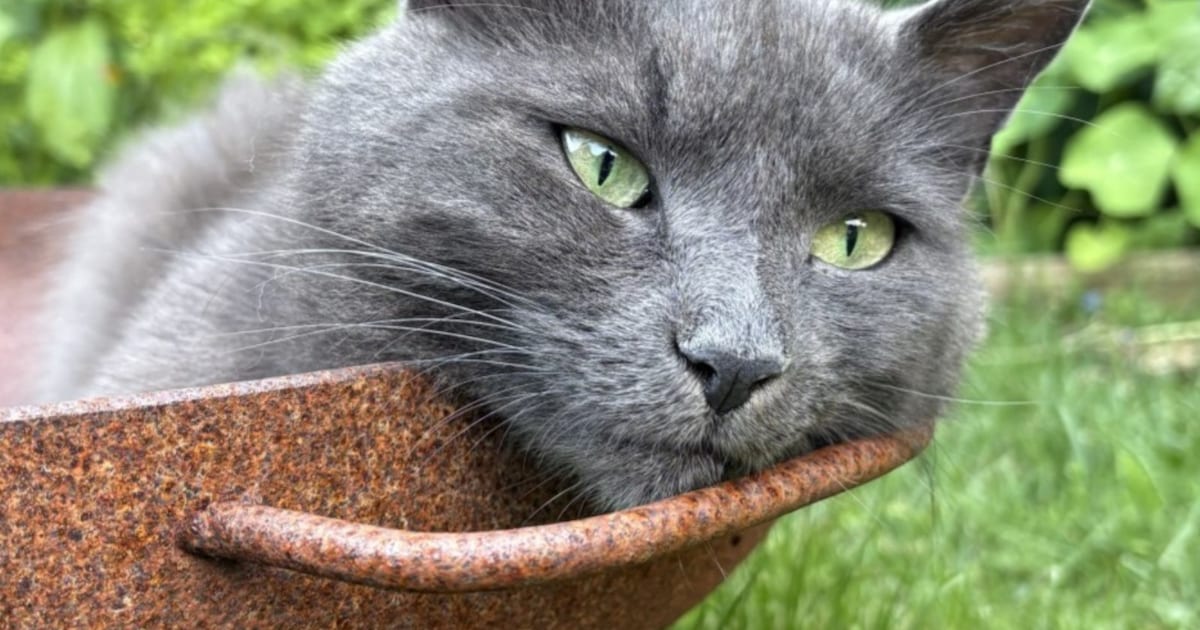 Heb jij Kenji gezien? Dit huisdier wordt in Heiloo vermist