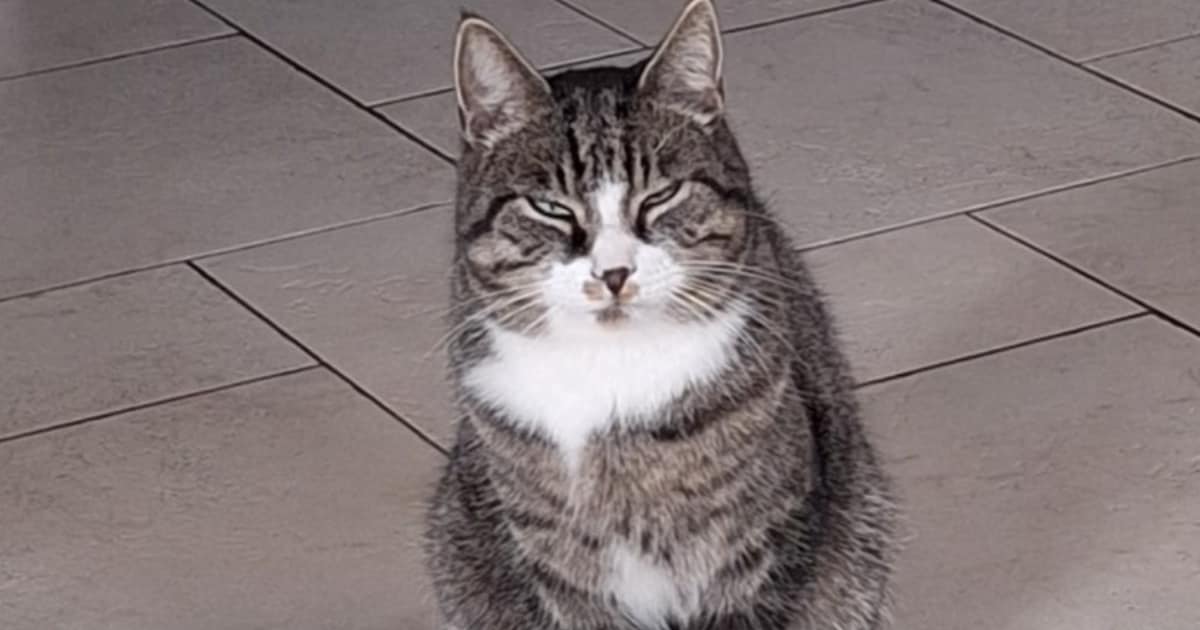 Heb jij Jake gezien? Dit huisdier wordt in Woudenberg vermist