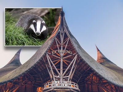 Dassen gespot in de Efteling: ‘Overdag is dat eigenlijk niet normaal’
